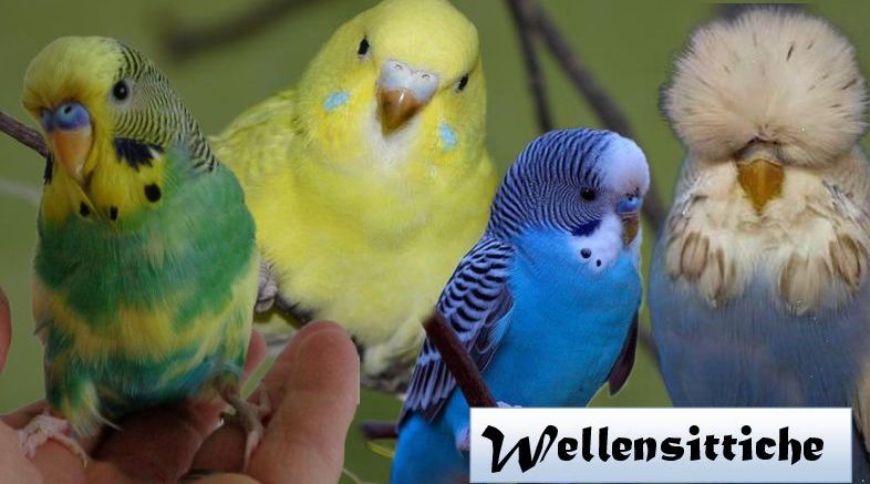 Wellensittich - Spezial - Mischungen